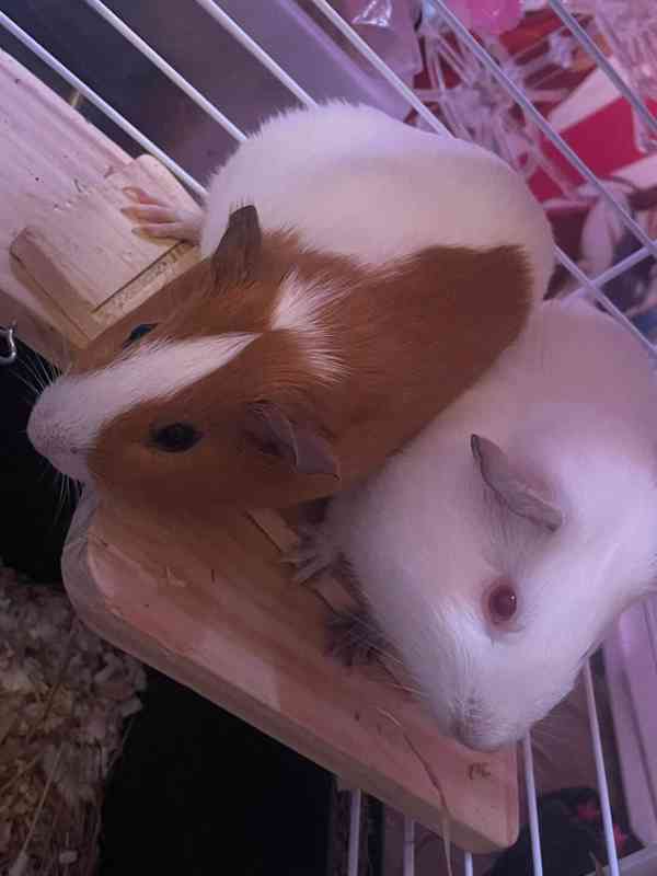 morčátka i s klecí zdarma - foto 3