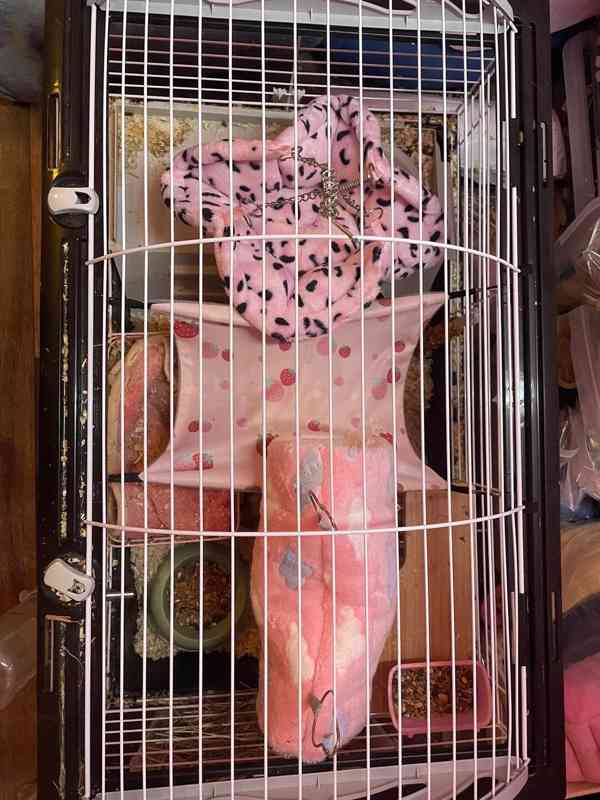 morčátka i s klecí zdarma - foto 6