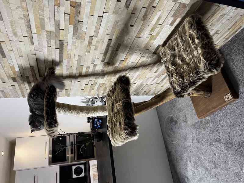 Kočičí stromy a škrabadla  - foto 4