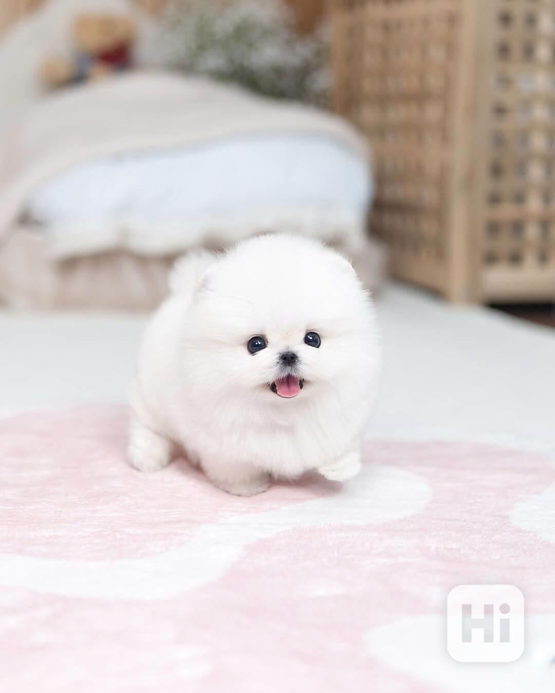 Pomeranian puppy  - foto 1