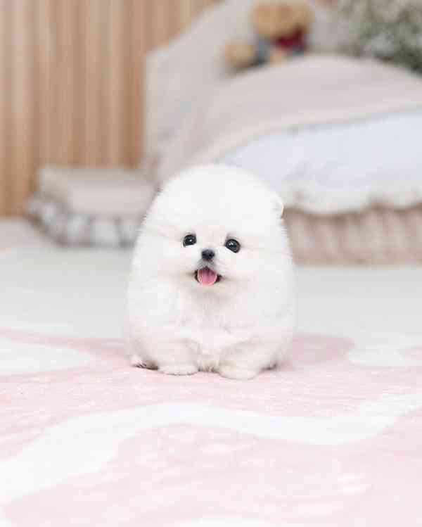 Pomeranian puppy  - foto 2