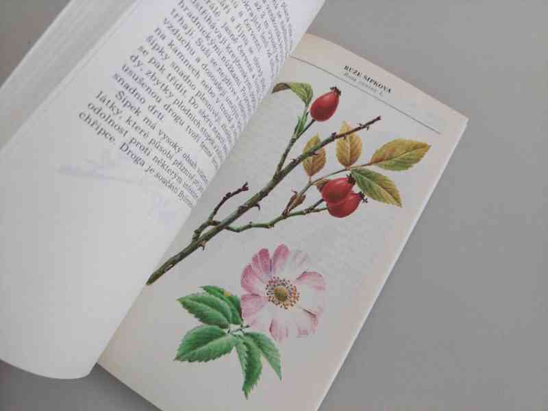 Kapesní herbář léčivých rostlin - krásné a přesné ilustrace - foto 3