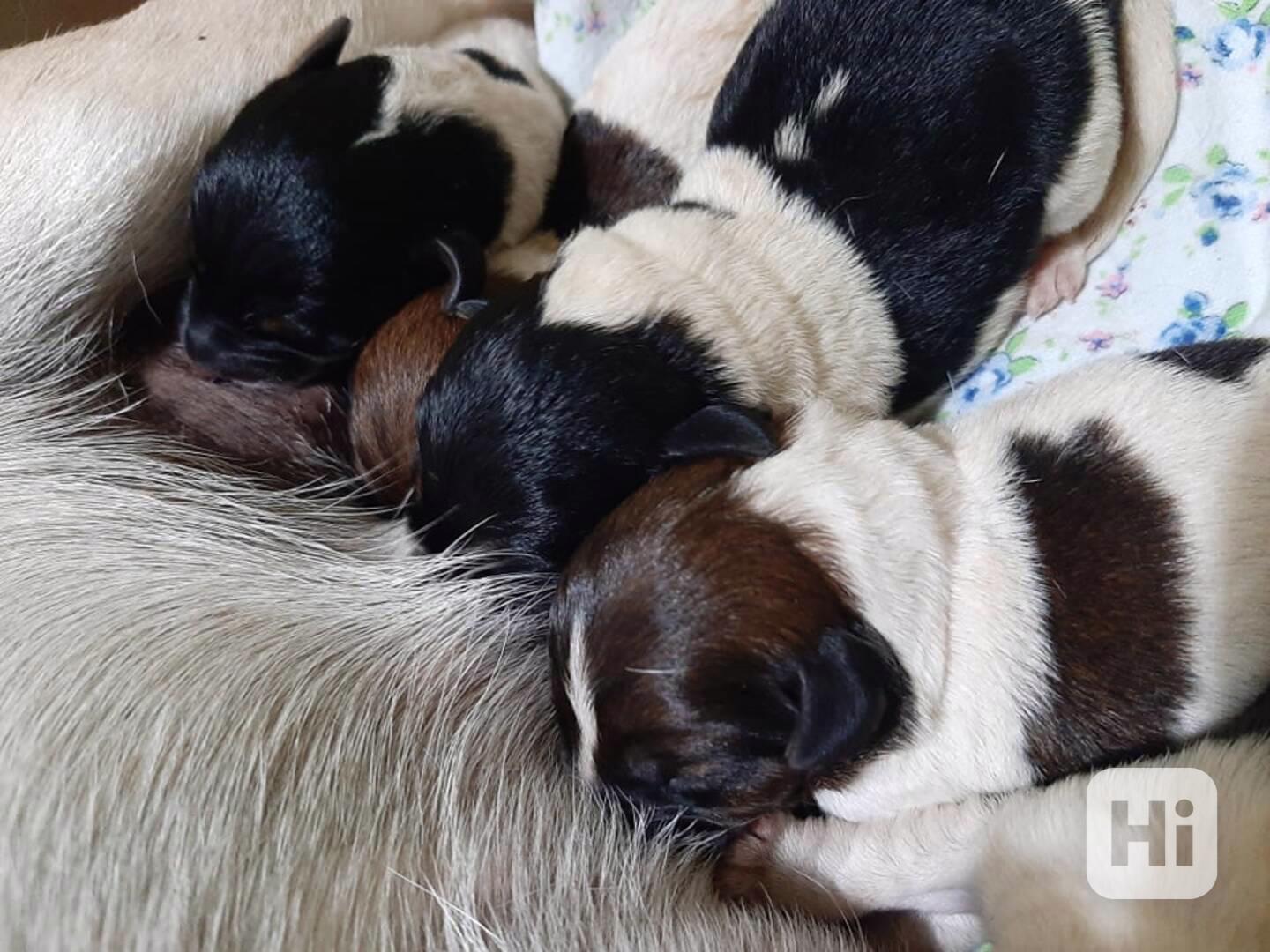 Foxteriér hladkosrstý - foto 1