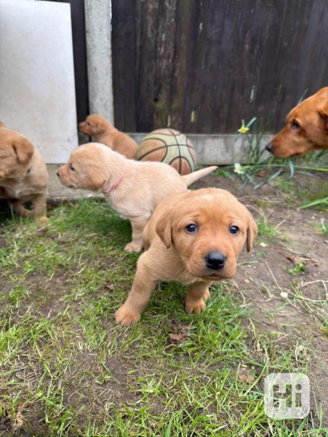 Štěňata labradorského retrívra - foto 1
