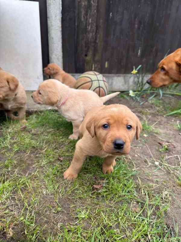 Štěňata labradorského retrívra - foto 1