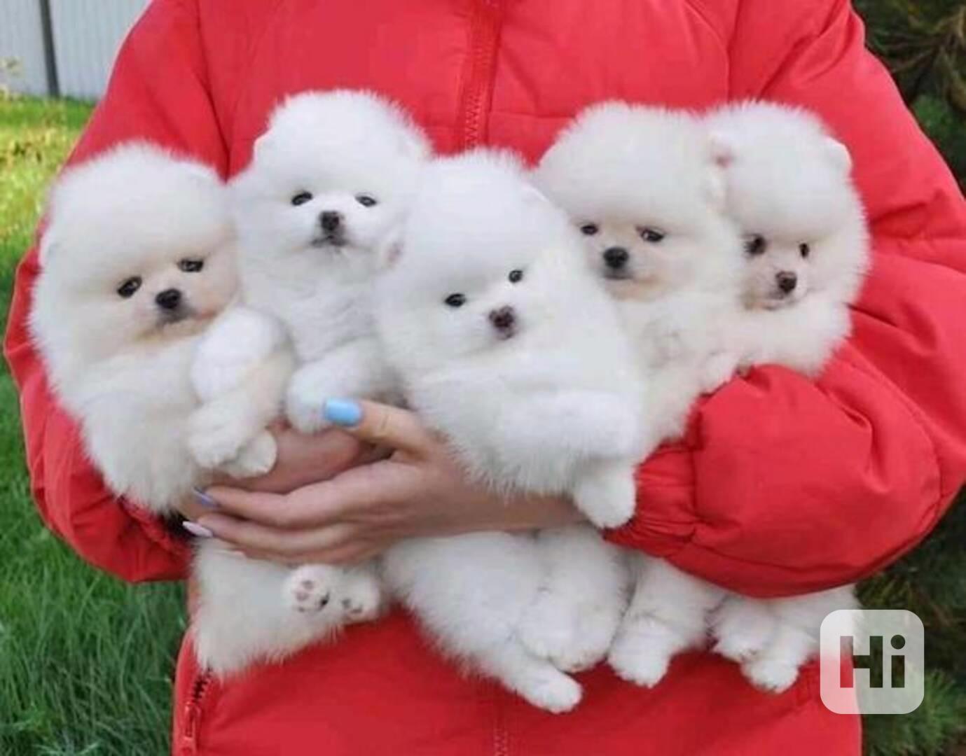 štěňata pomeranianů na dárek - foto 1