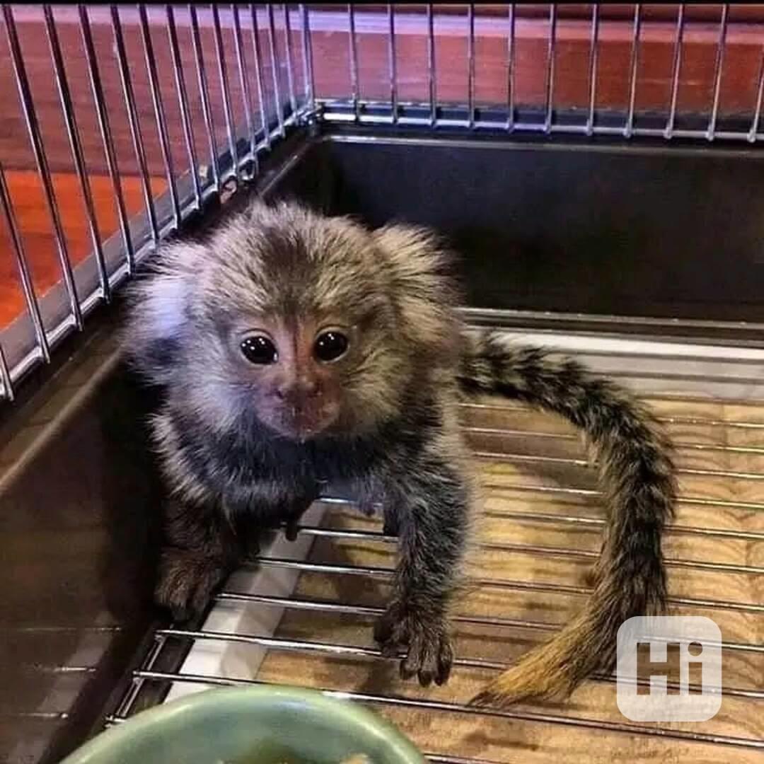 Roztomilé kapucínské opice k dispozici – kluci i holčičky - foto 1