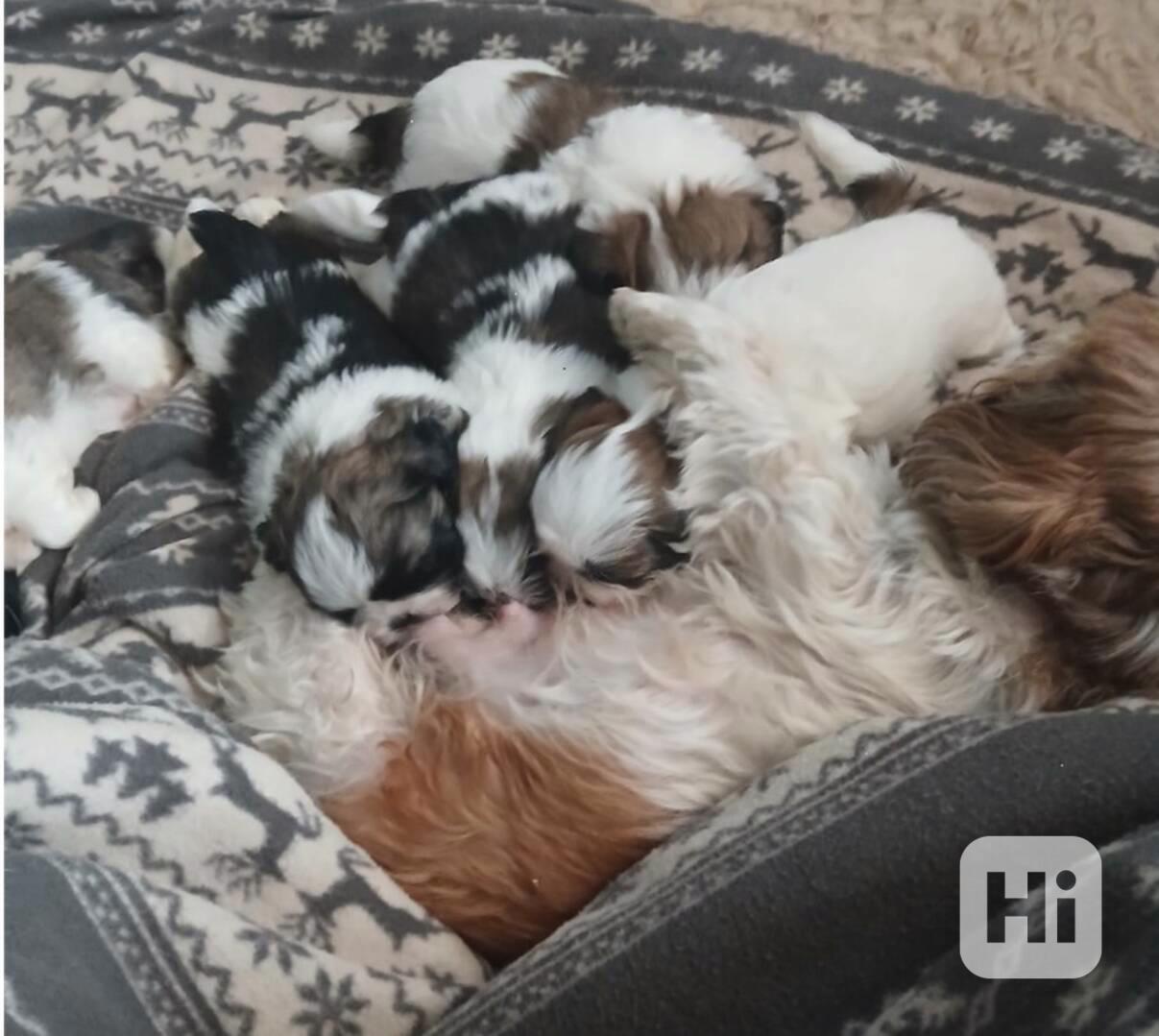 Štěňátka Shih-tzu - foto 1