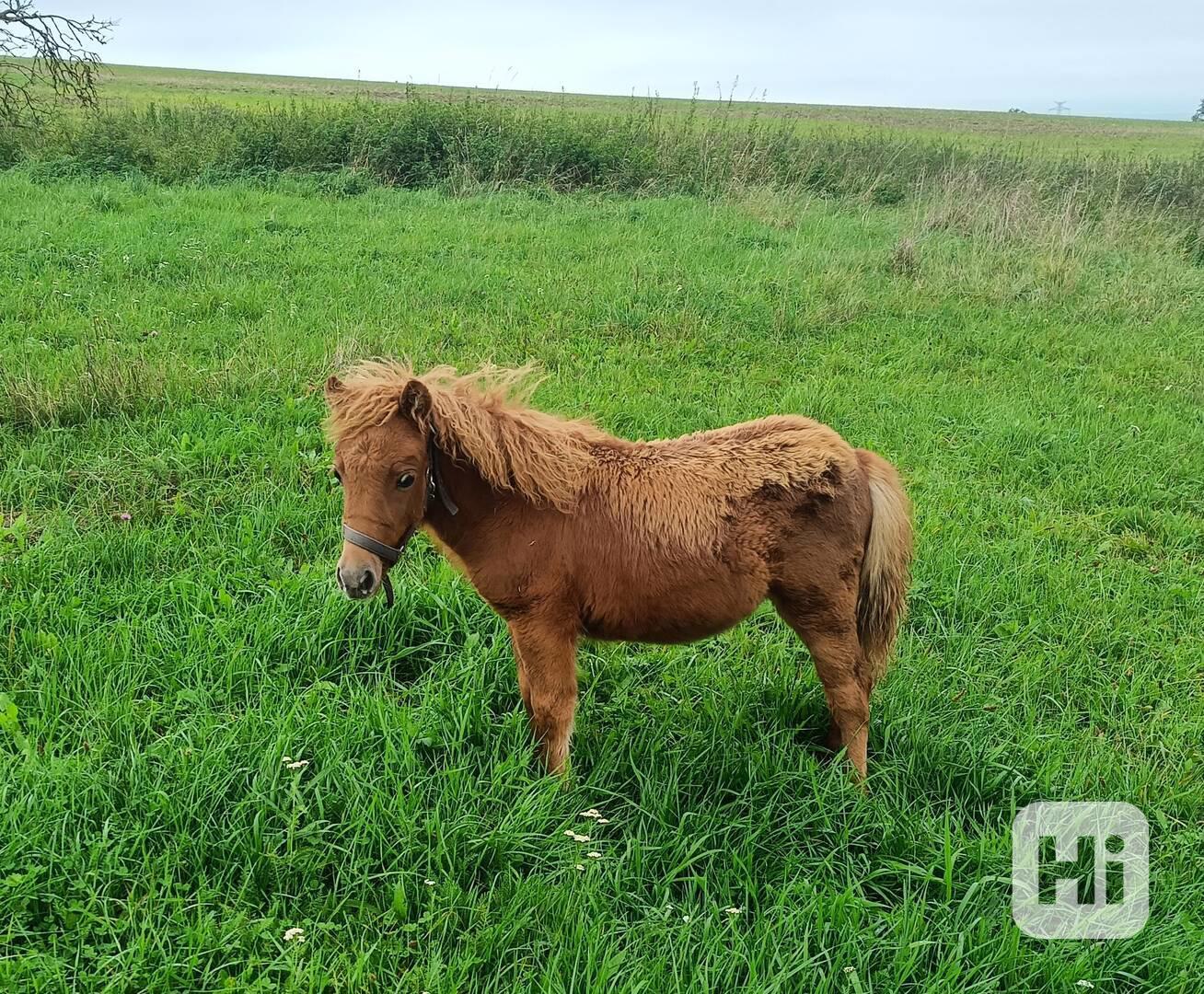 Pony kobylka - foto 1