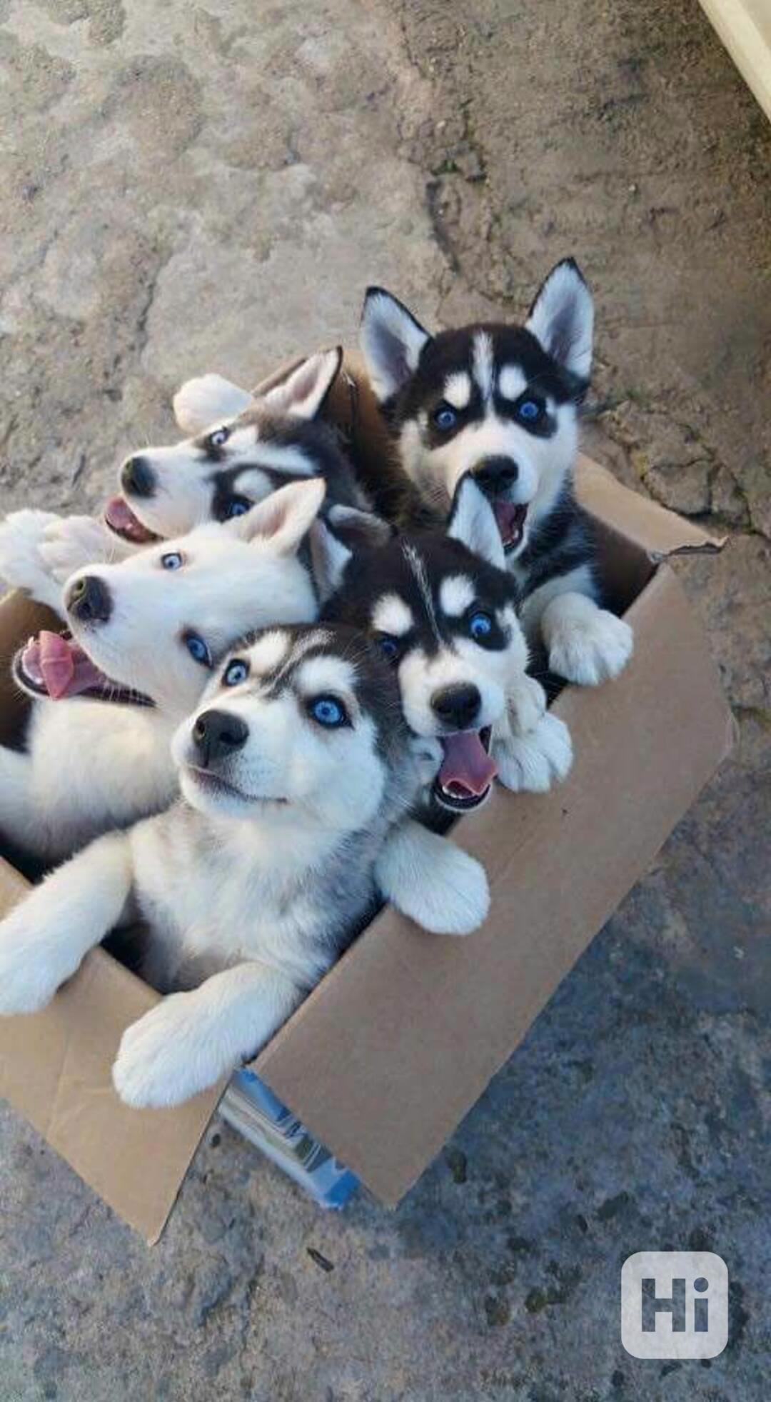 Zdarma dárek štěňata sibiřského huskyho k adopci   - foto 1