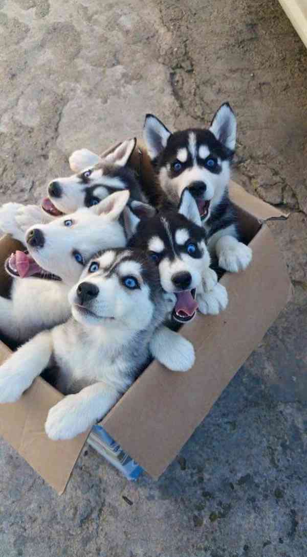 Zdarma dárek štěňata sibiřského huskyho k adopci - foto 1