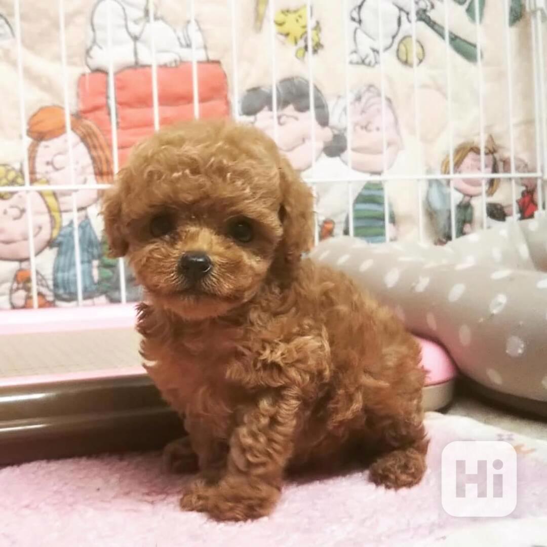 ŠTĚŇATA TOY PUDLŮ - foto 1