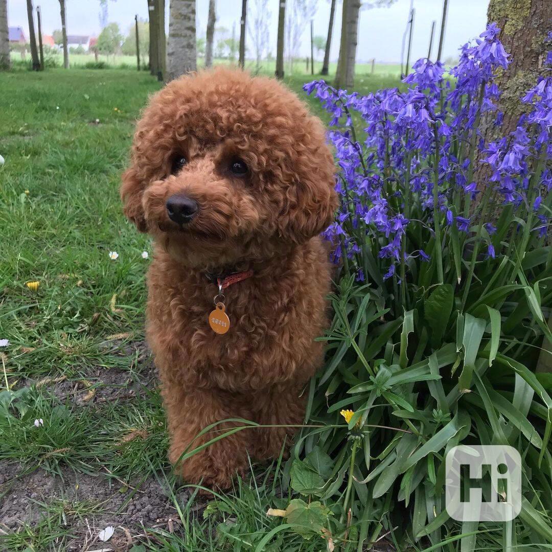 štěňata pudla - foto 1