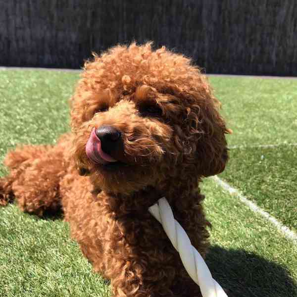 štěňata pudla - foto 2