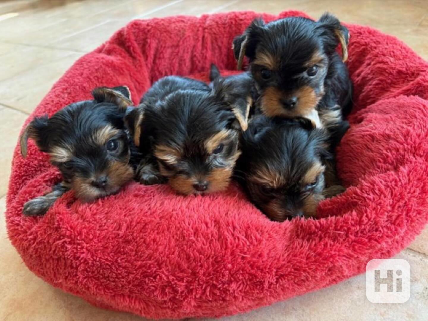 Jorkšírek s PP k výběru a rezervaci - foto 1