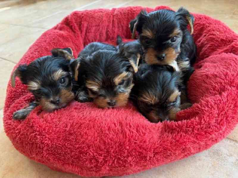 Jorkšírek s PP k výběru a rezervaci - foto 1