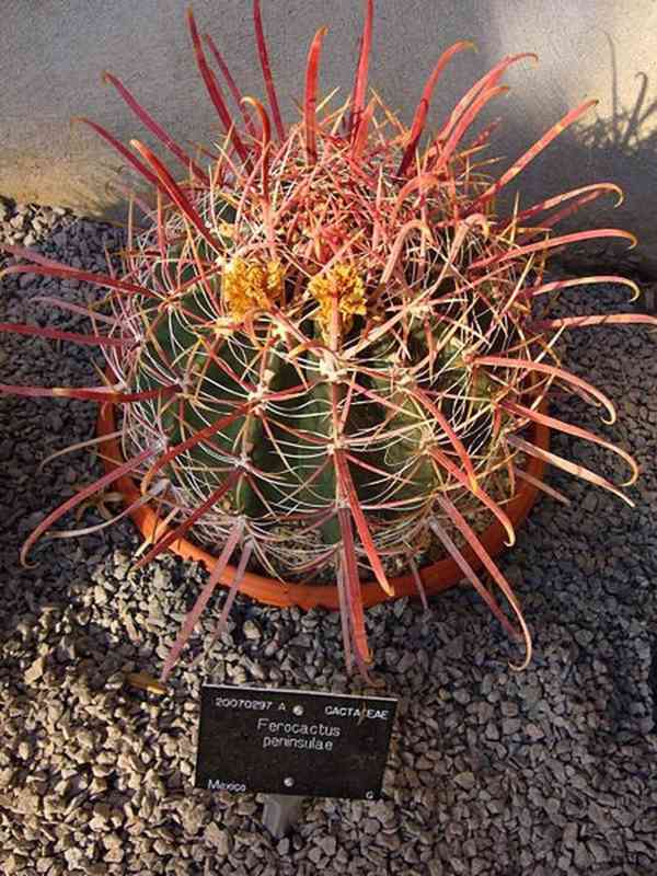 semena kaktusu Ferocactus peninsulae - foto 1