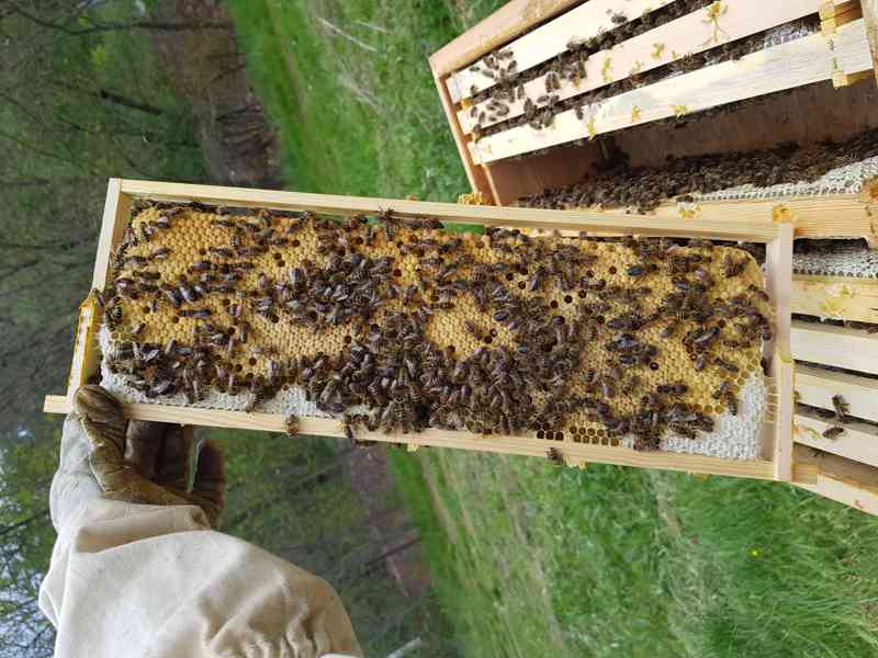 Včelí oddělky Langstroth 2/3, 5 rámků, rok 2024 - foto 4