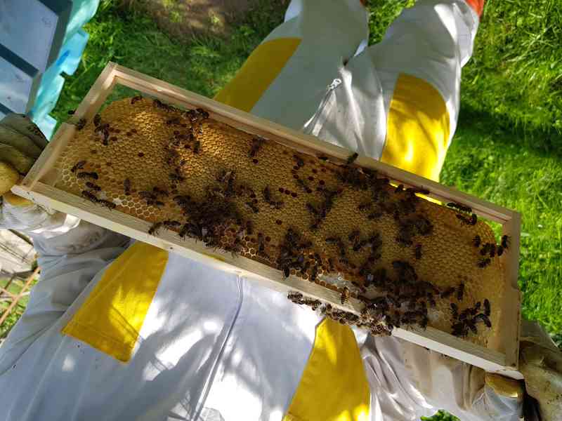 Včelí oddělky Langstroth 2/3, 5 rámků, rok 2024 - foto 5