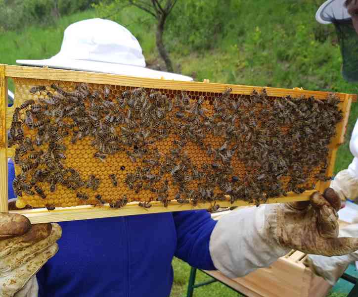 Včelí oddělky Langstroth 2/3, 5 rámků, rok 2024