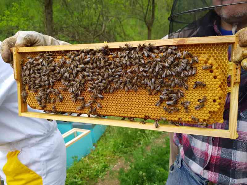 Včelí oddělky Langstroth 2/3, 5 rámků, rok 2024 - foto 2