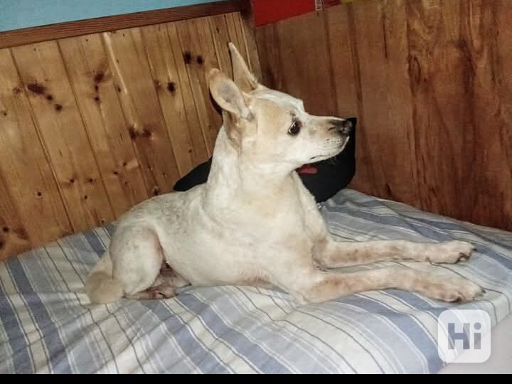 Darují psa - foto 1