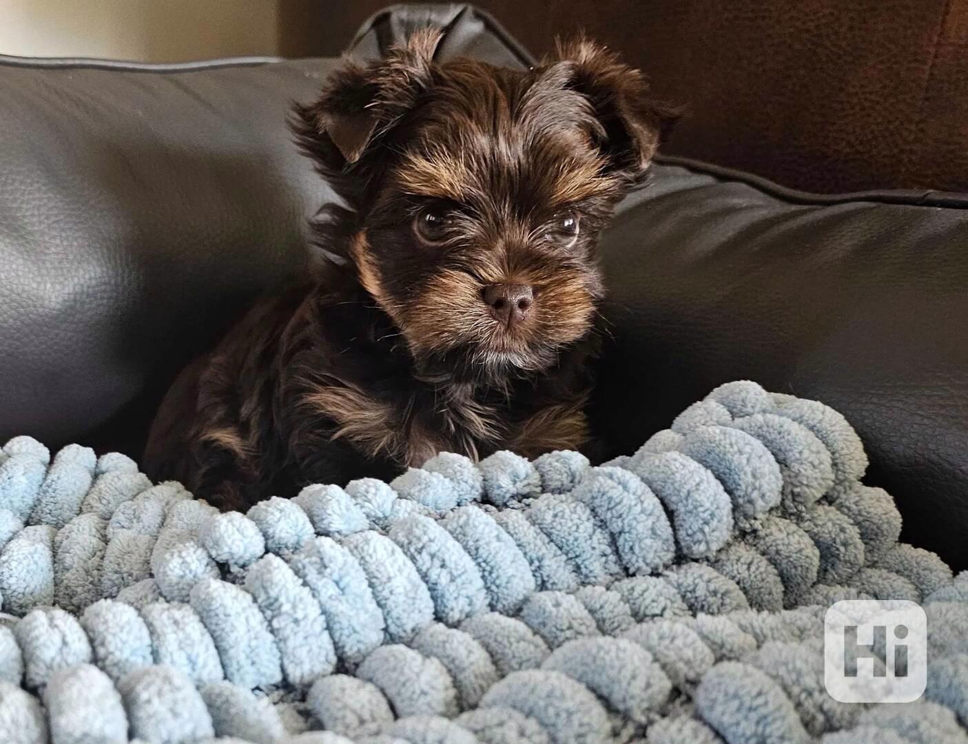 Čokoládový Jorkšírský terier  - foto 1