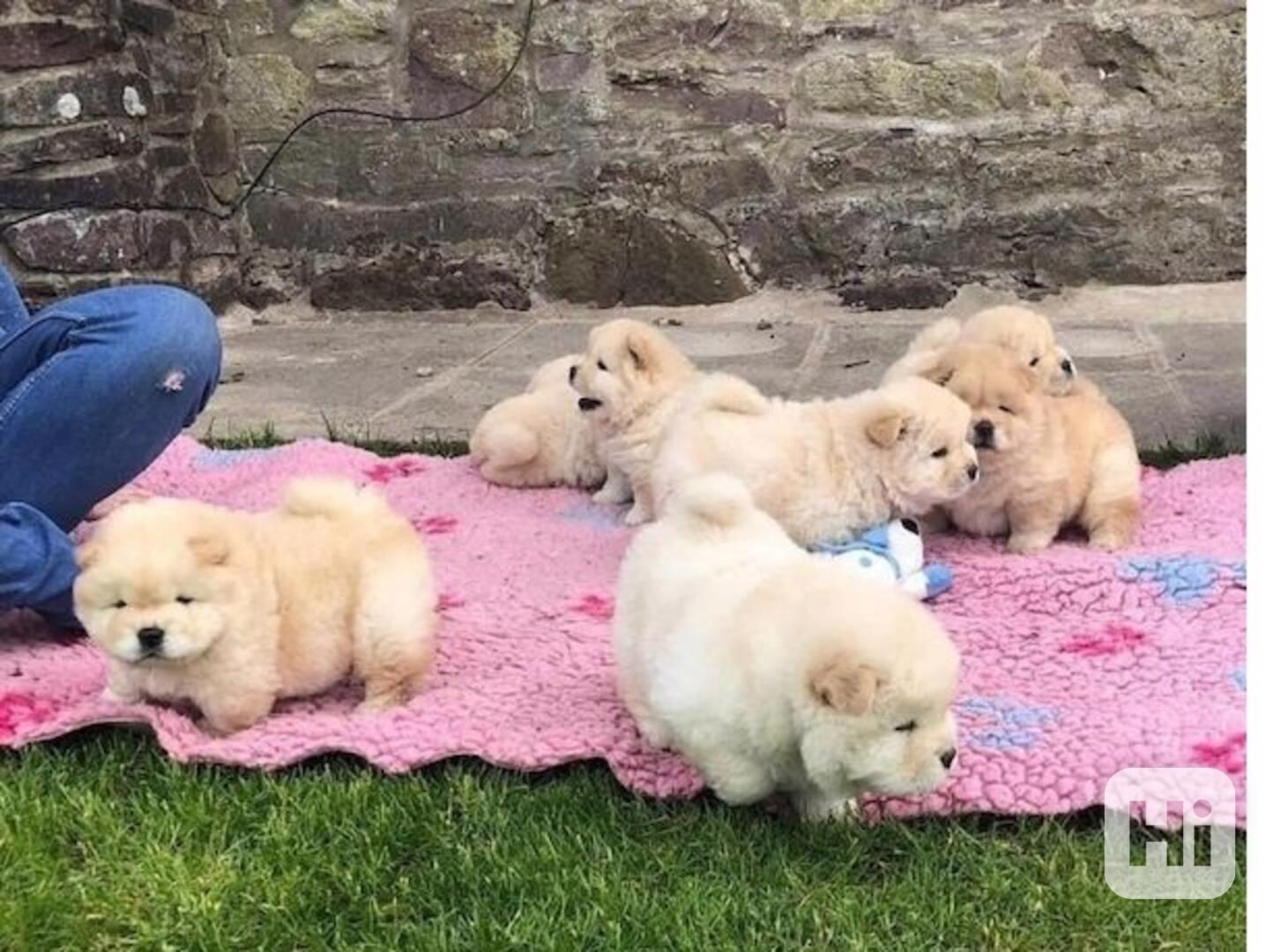 štěňátka čau čau k adopci - foto 1