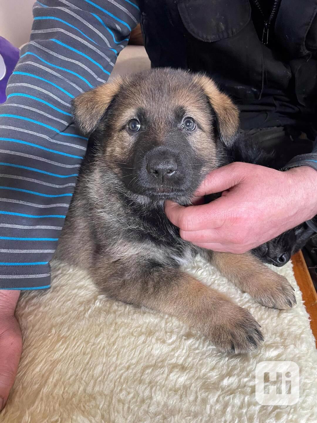 Německý ovčák - štěňata s PP - foto 1