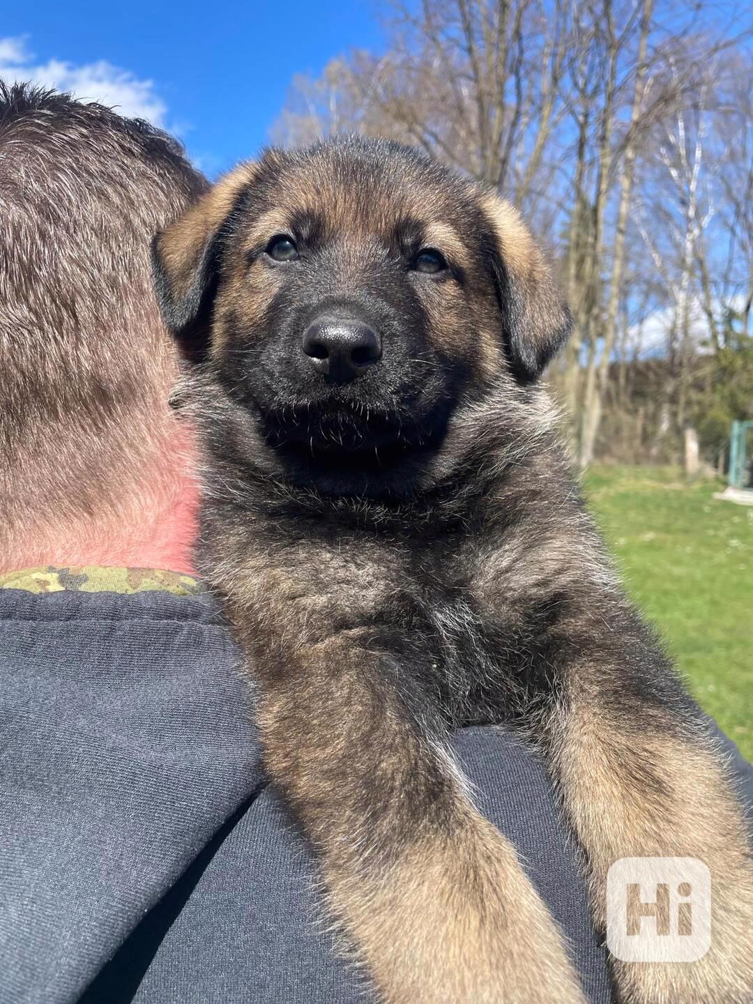 Německý ovčák - štěňata s PP - foto 1