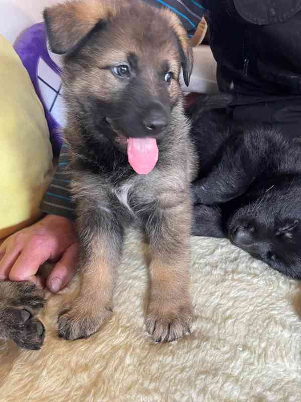 Německý ovčák - štěňata s PP - foto 5