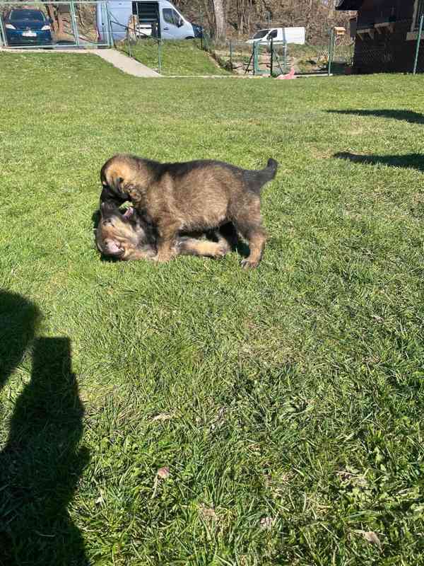 Německý ovčák - štěňata s PP - foto 9