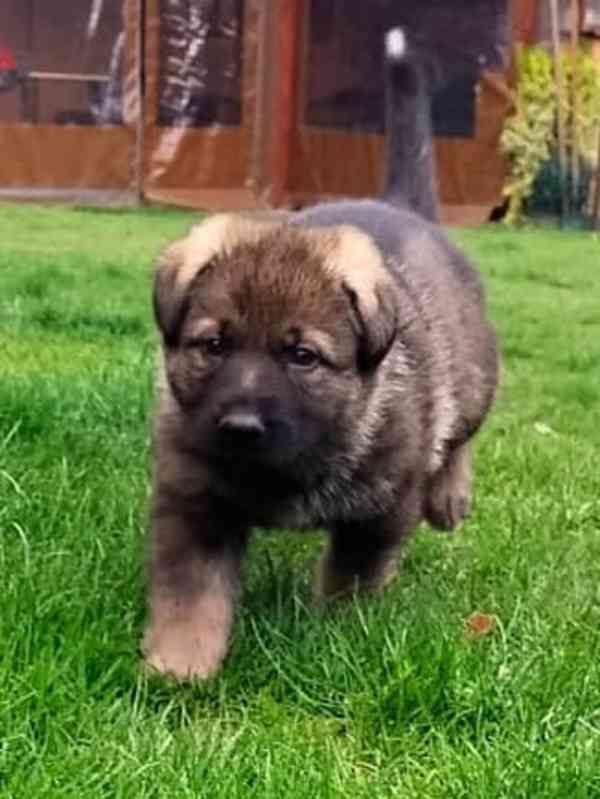 Německý ovčák - štěňata s PP - foto 4