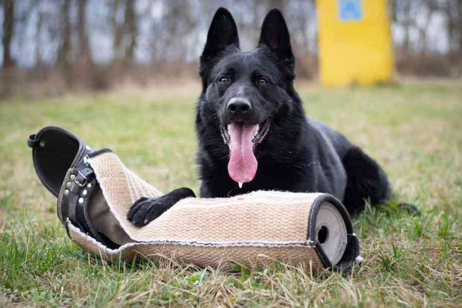Německý ovčák - štěňata s PP - foto 7