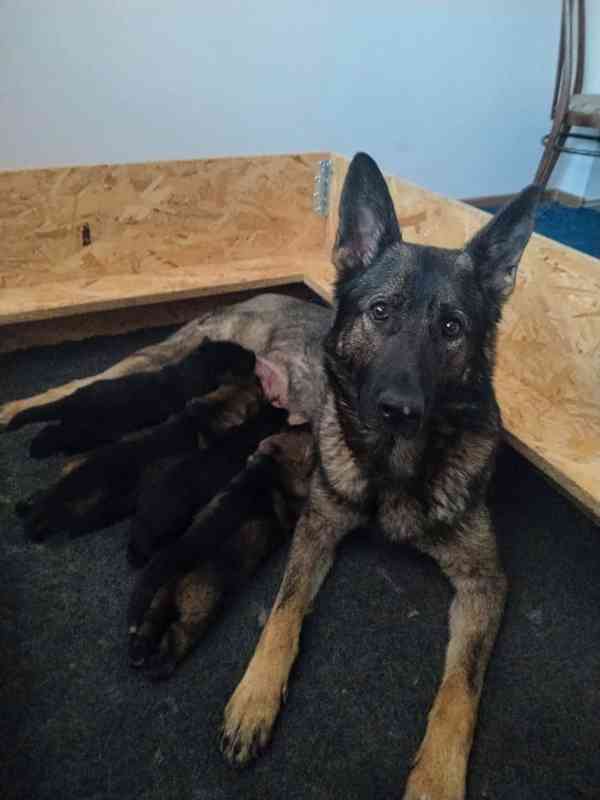 Německý ovčák - štěňata s PP - foto 6