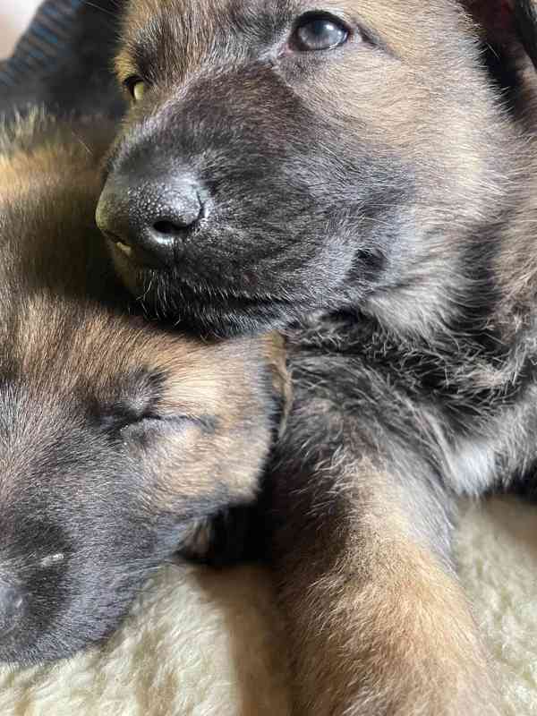 Německý ovčák - štěňata s PP - foto 2