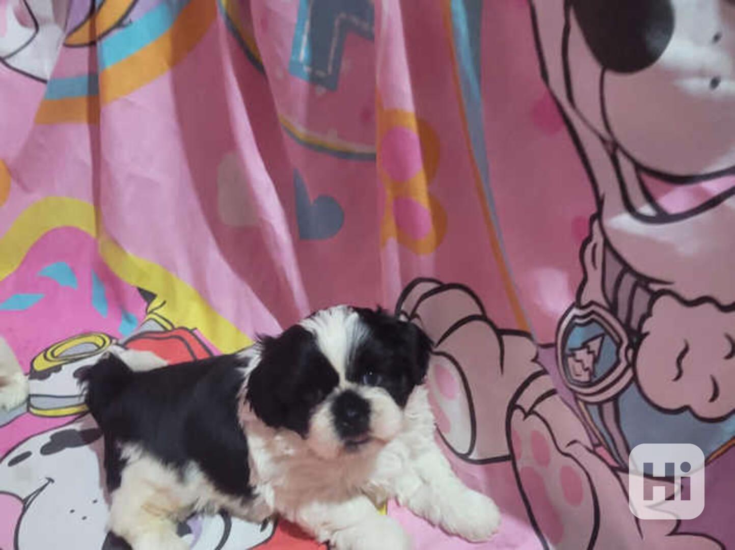  Štěňata Shih Tzu na prodej – najděte si svého ideálního spo - foto 1
