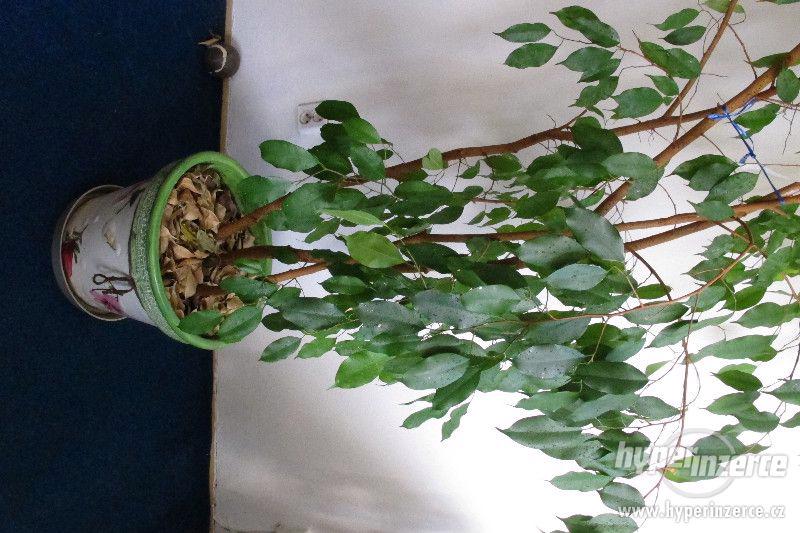 Fikus drobnolistý (Ficus benjamina) - foto 2