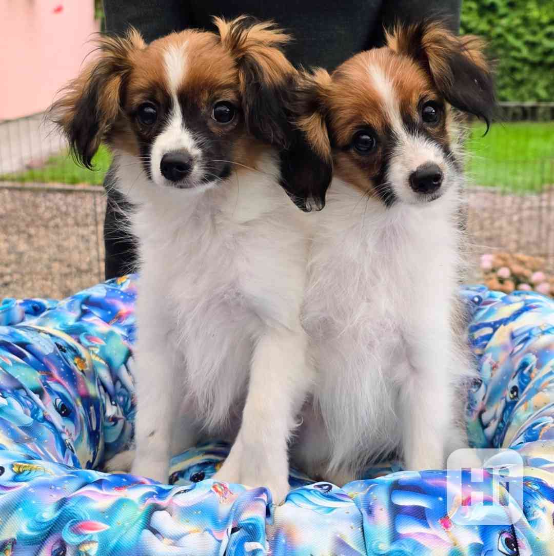 Malý kontinentální španěl - Papillon - Phalene - foto 1
