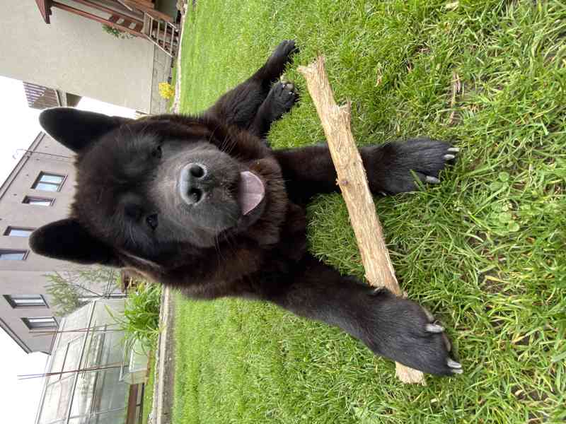 Krytí Chow chow / Čau čau - foto 3