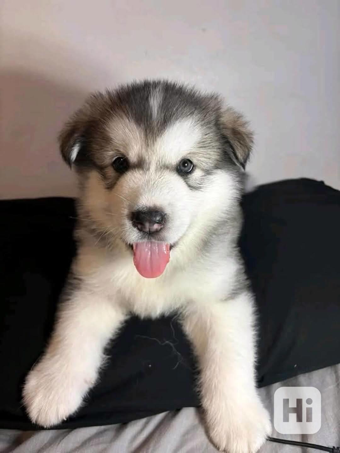 Rozkošná štěňata aljašského malamuta - foto 1