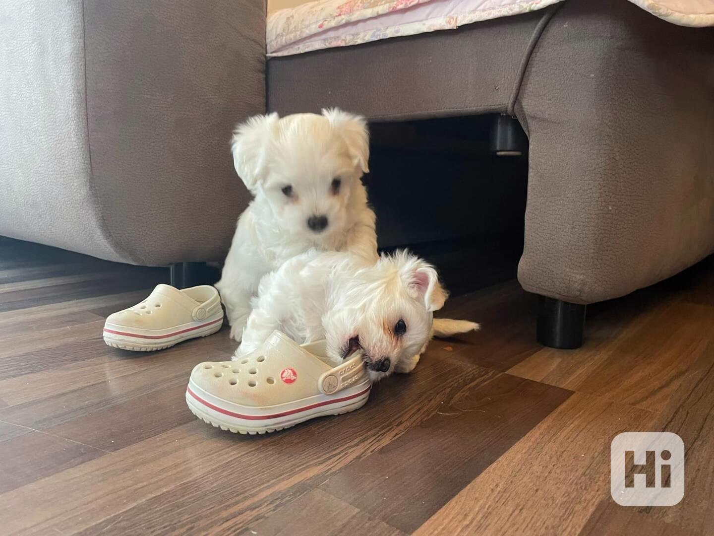 MINI Štěňata maltézského ovčáka, 12 týdnů stará Darujeme - foto 1