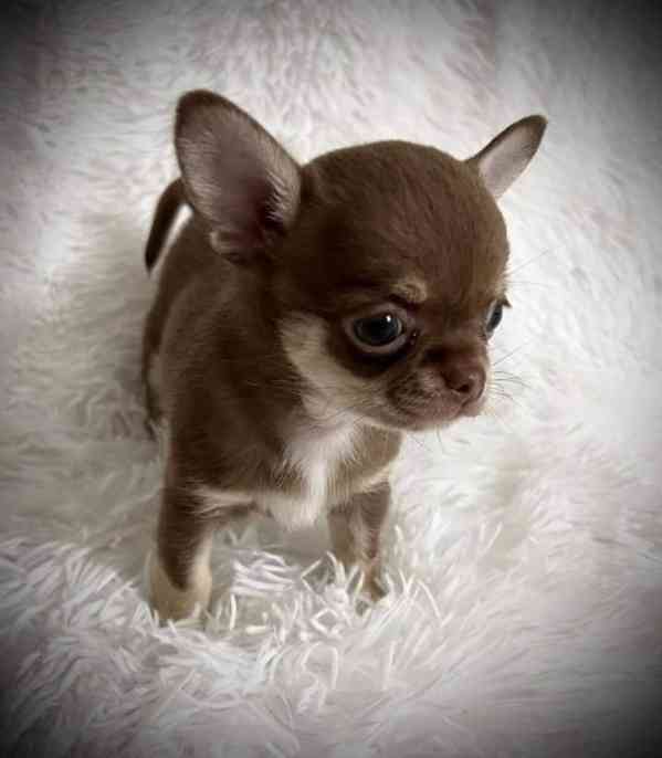 Štěňata čivavy k adopci - foto 2