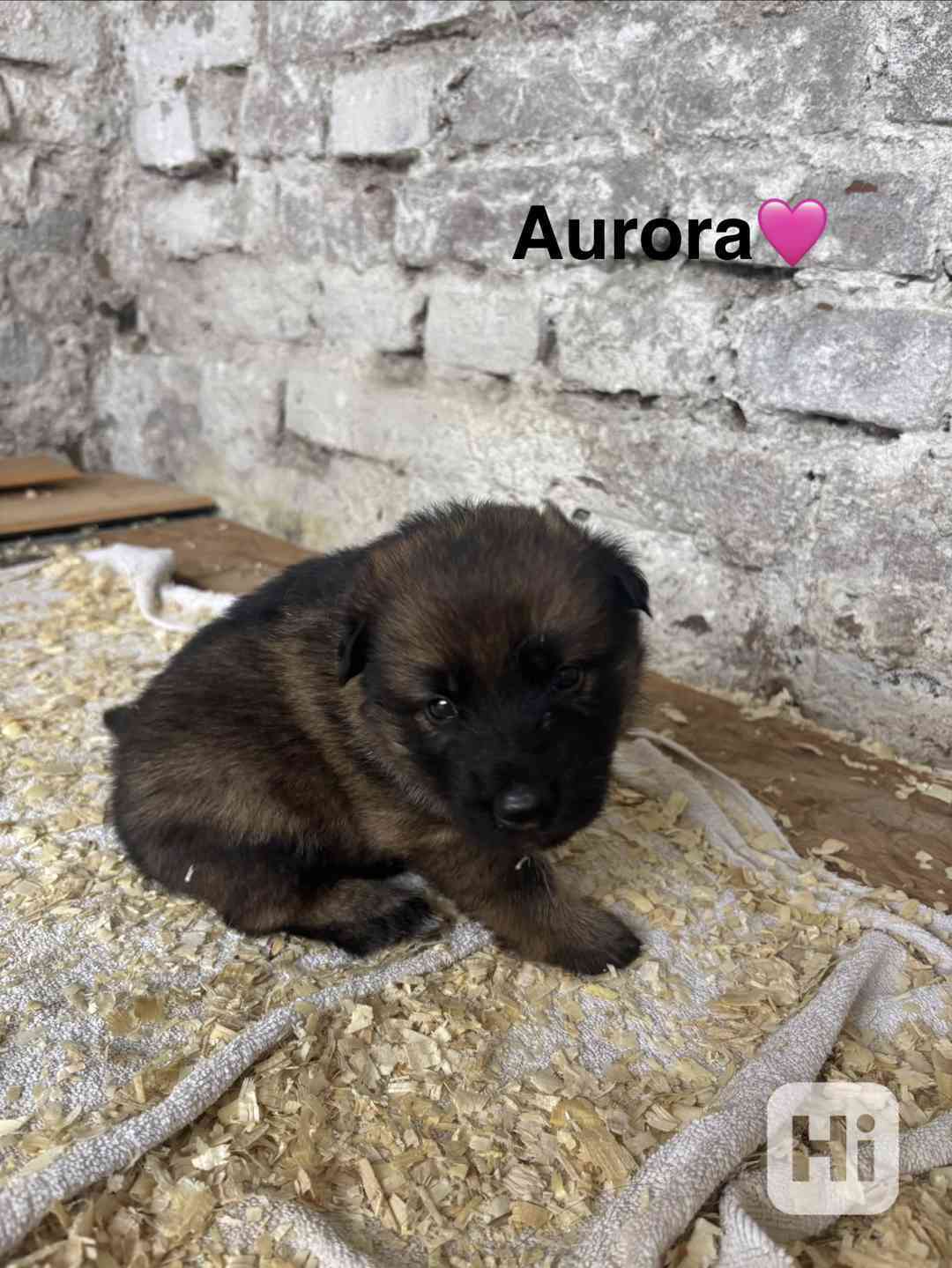Štěňata německého ovčáka s PP  - foto 1