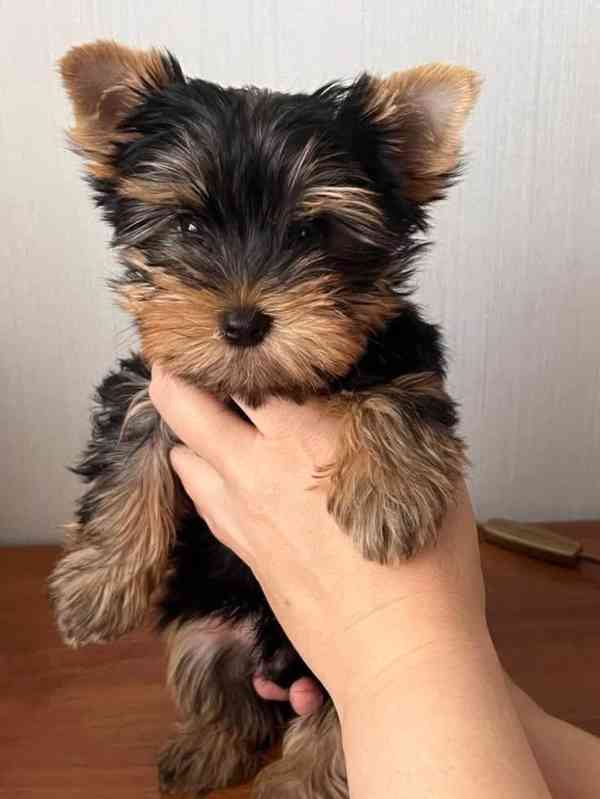 Yorkshirský teriér štěňata s pp - foto 1