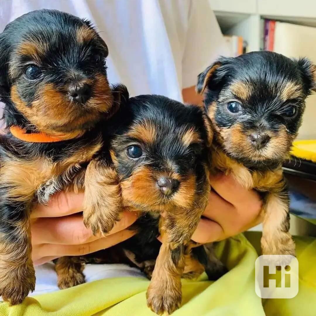 🐾💖 Rozkošná štěňátka jorkšírského teriéra na prodej! Malí, - foto 1