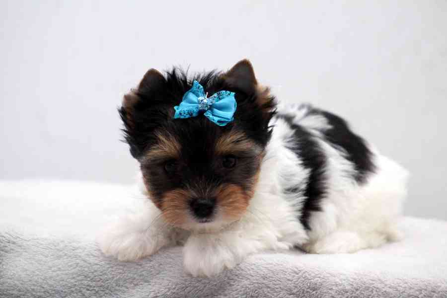 biewer yorkshire terrier - foto 3