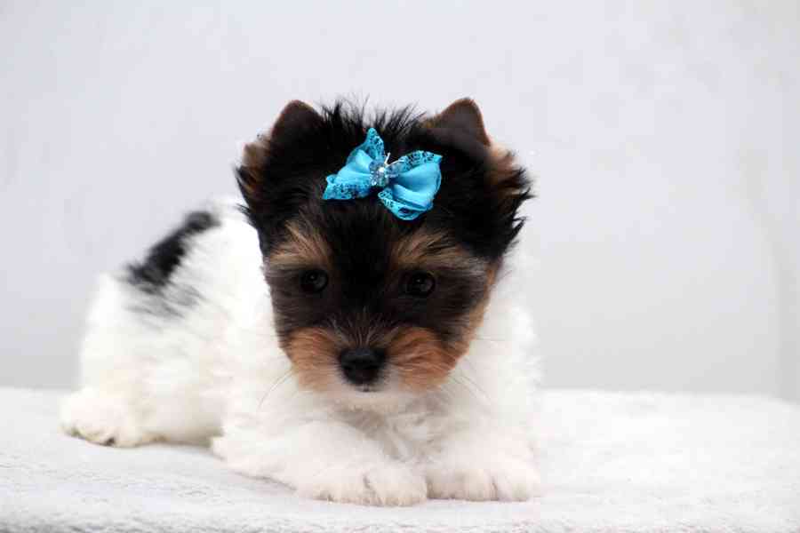 biewer yorkshire terrier