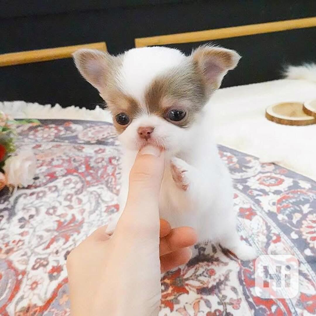 Štěňata čivavy Pp - foto 1