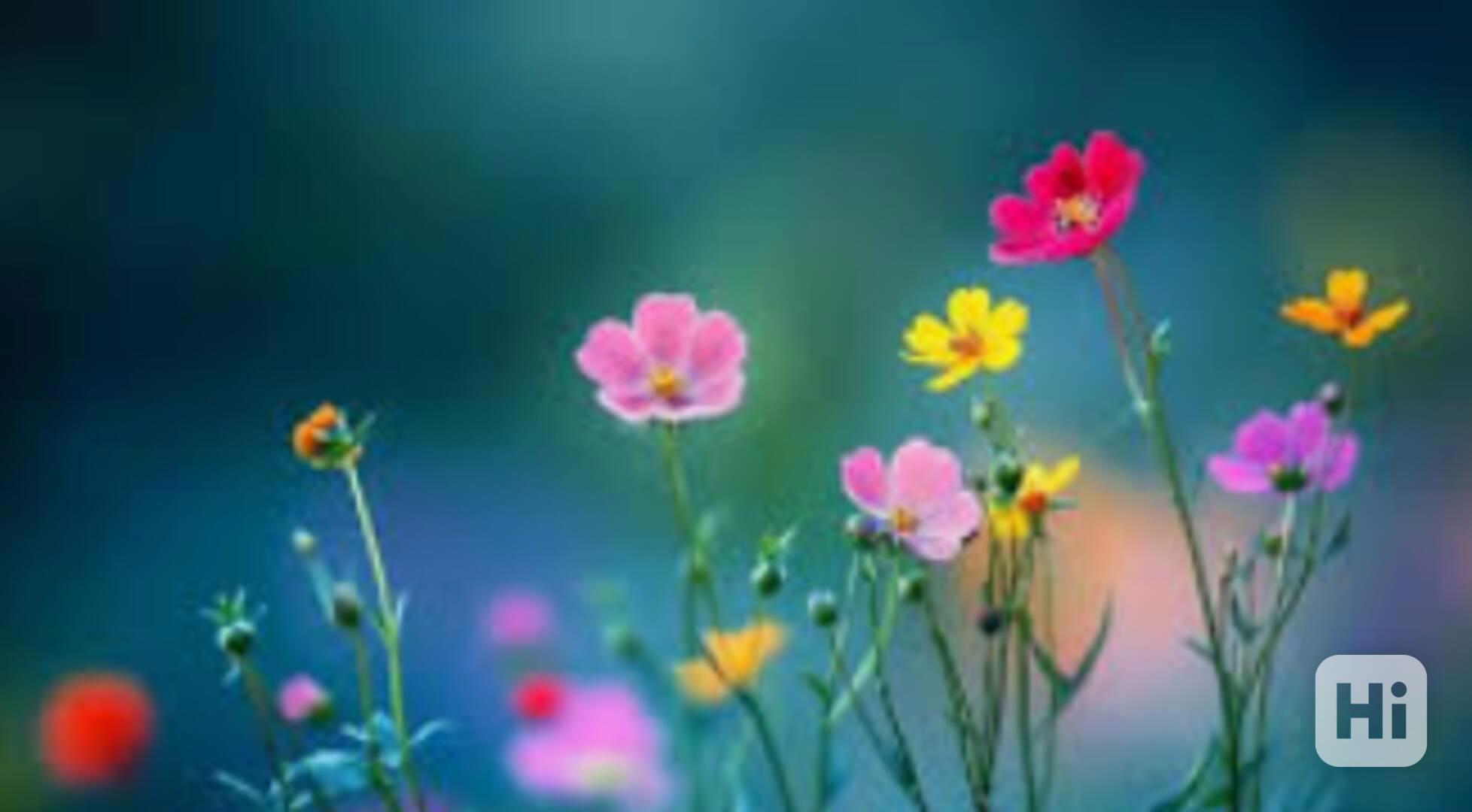 dsfsdfvdsfdf - foto 1